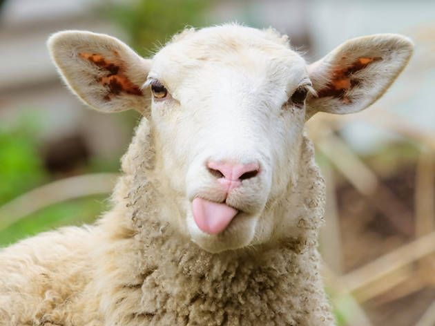 Comunicat oficial Universitatea Craiova: „Poate vecinul are o oaie”